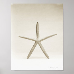 Stjärnafisksnäcka Poster
