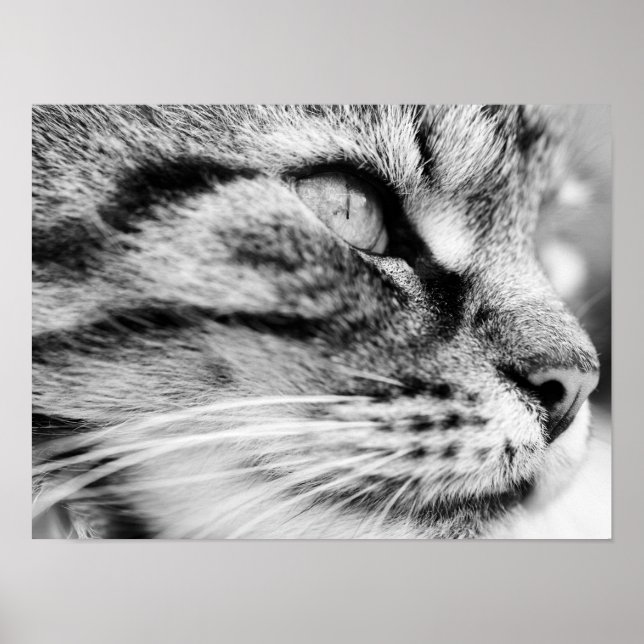 Stjärnan Poster (Framsidan)