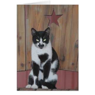 Stjärnan - svart- & vitkatt på den Wood stolen Hälsningskort