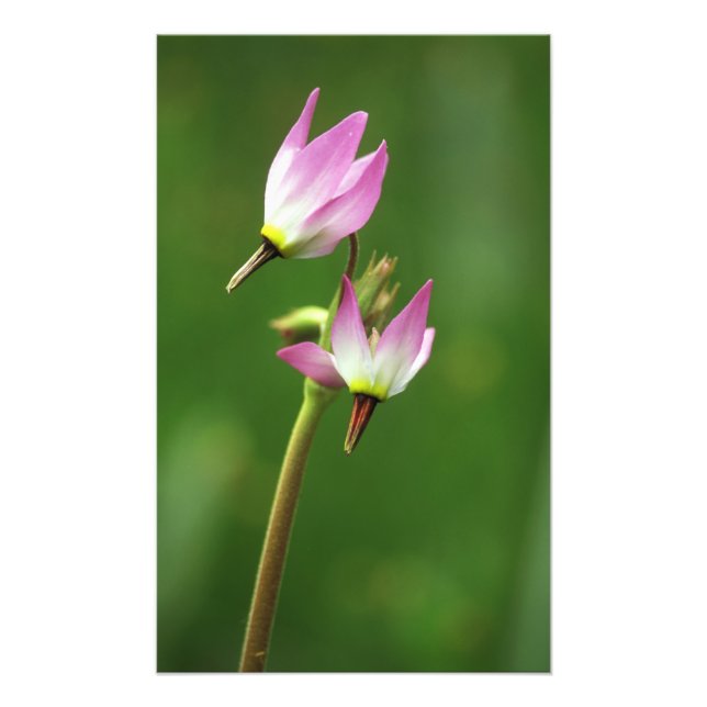 Stjärnblomma, Kalifornien, USA Fototryck (Framsidan)