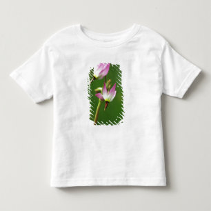 Stjärnblomma, Kalifornien, USA Tee