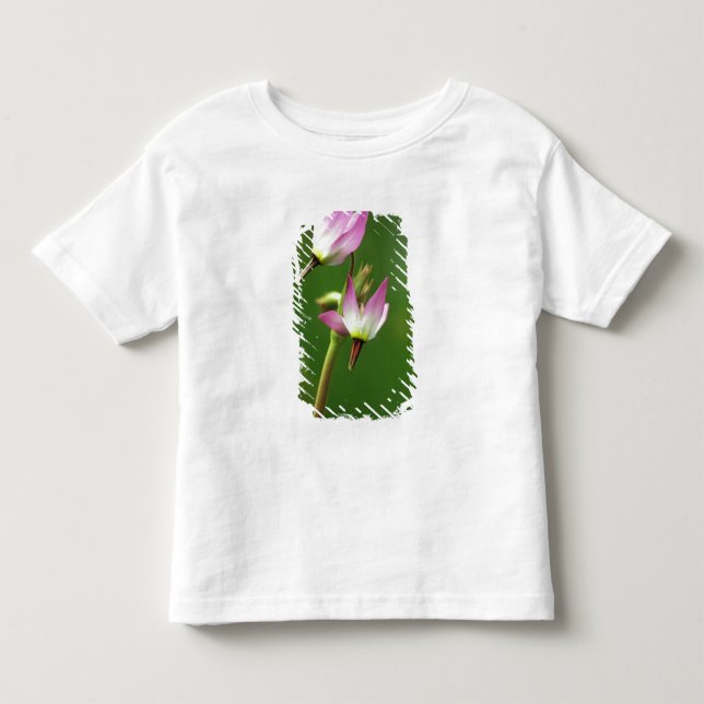 Stjärnblomma, Kalifornien, USA Tee (Framsida)