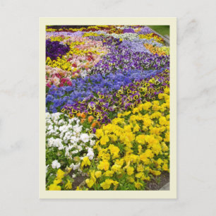 Stjärnblomme rabatt vykort