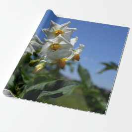 Stjärnblommor Solanum tuberosum Presentpapper