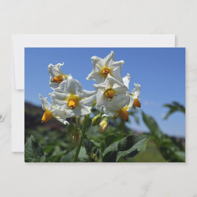 Stjärniga blommor Solanum tuberosum   Inbjudningar (Framsida)