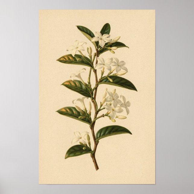 Stjärnjasmin botanisk studie | 12 × 18 Affisch (Framsidan)