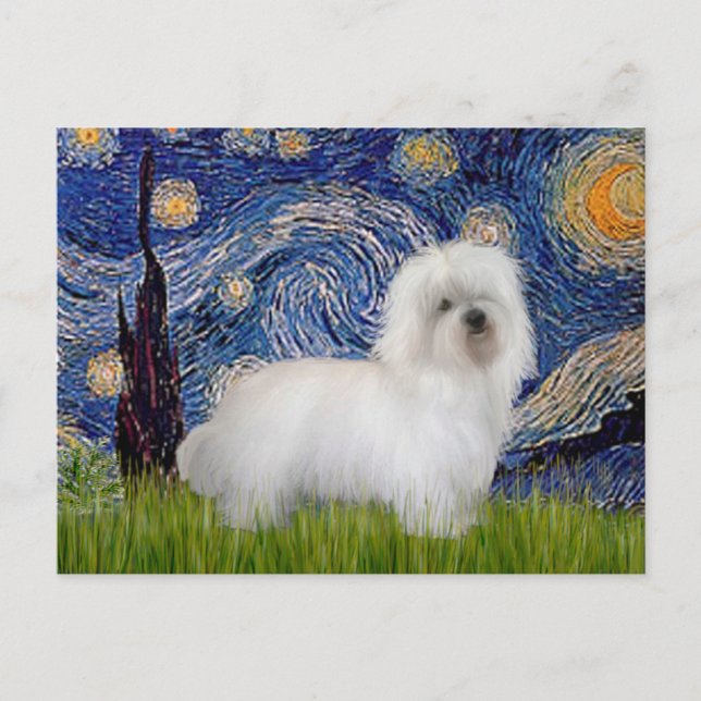 Stjärnkväll - Coton de Tulear 5 Vykort (Framsida)
