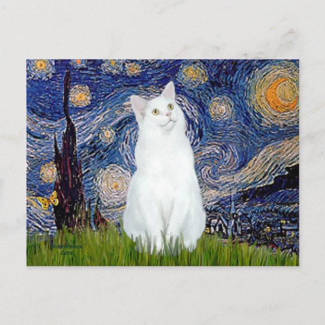 Stjärnkväll - Vit katt Vykort (Framsida)