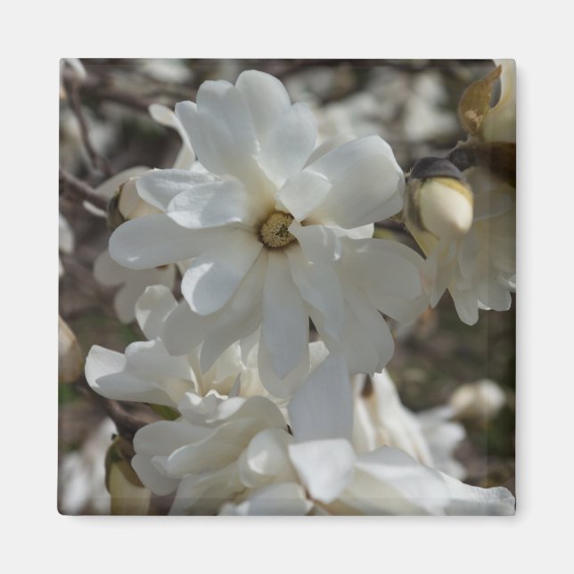 Stjärnmagnolia Blommar Magnet (Framsidan)