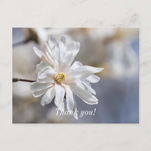 Stjärnmagnolia blommar tack-kort vykort (Framsida)