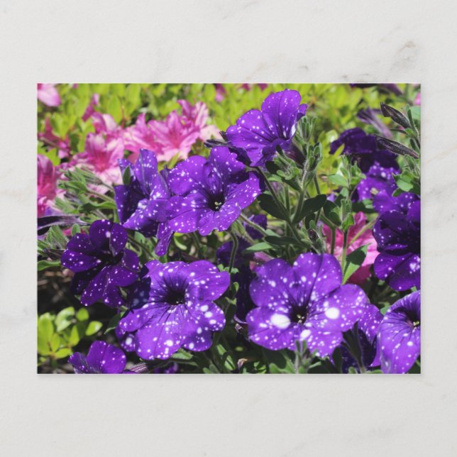 Stjärnnattens blomsterkort för Petunia Vykort (Framsida)