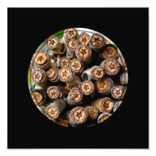 Stjärnor längs Rio Grande Cotton Wood-träd Fototryck