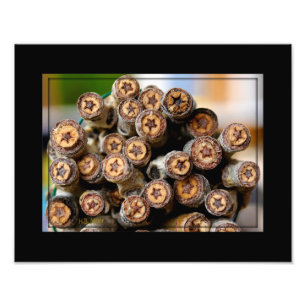 Stjärnor längs Rio Grande Cotton Wood Träd Fototryck