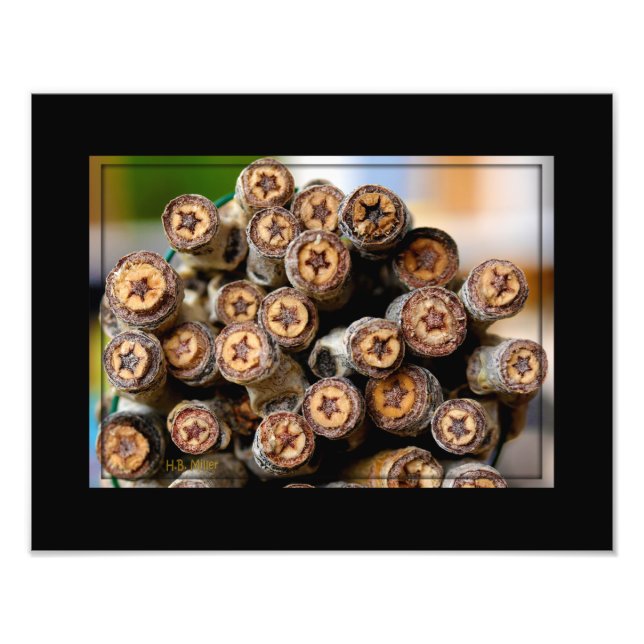 Stjärnor längs Rio Grande Cotton Wood Träd Fototryck (Framsidan)