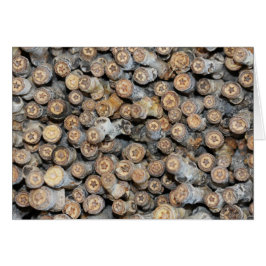 Stjärnor längs Rio Grande Cotton Wood Träd Talki Hälsningskort