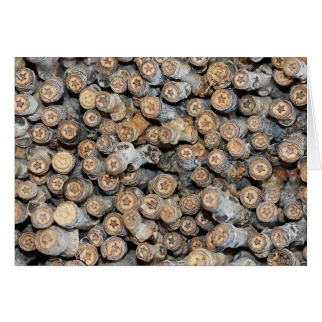 Stjärnor längs Rio Grande Cotton Wood Träd Talki Hälsningskort (Framsidan Horizontal)