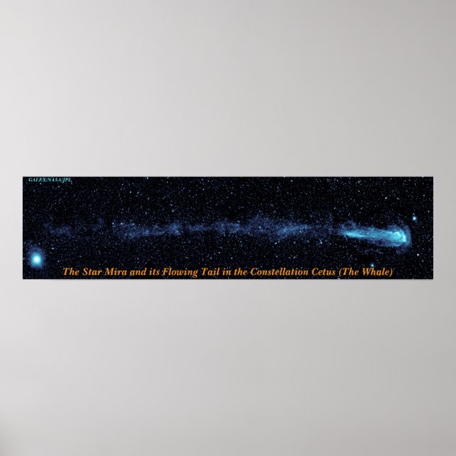 Stjärnorna med flytande Svan Poster (Framsidan)