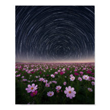 Stjärnspår Kosmos Blomsterfält Natthimmel Affisch