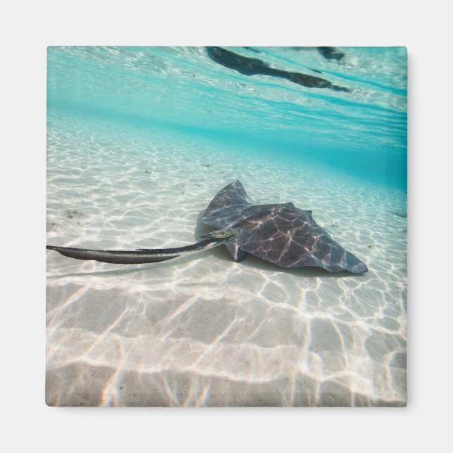 Stjärnstråle Magnet (Framsidan)