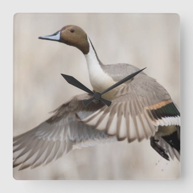 Stjärtand Drake tar flyg Fyrkantig Klocka (Framsida)
