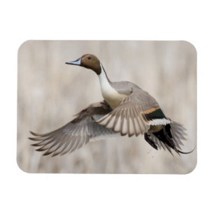 Stjärtand Drake tar flyg Magnet