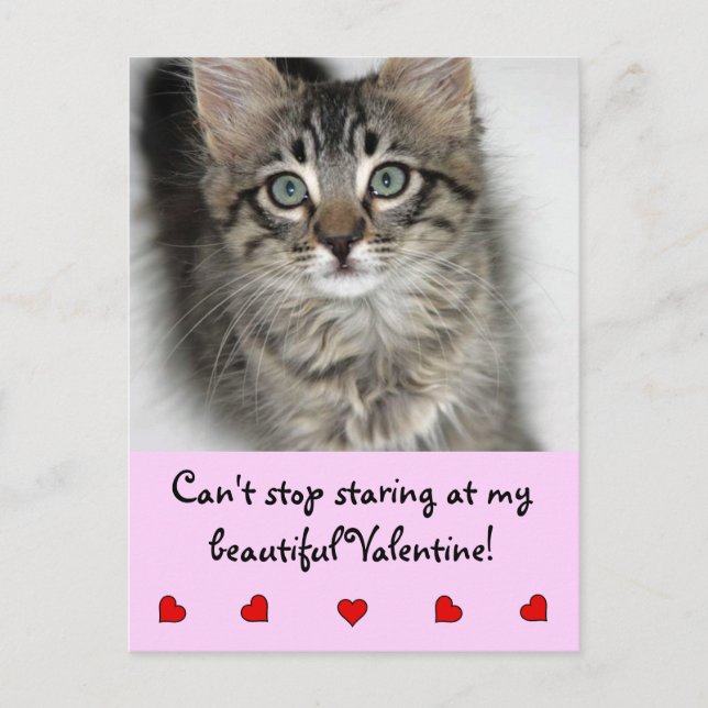 Stjärtligt Valentine Kitten Postcard Helg Vykort (Framsida)
