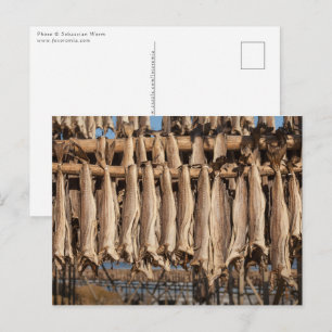 Stockfish Lofoten Vykort