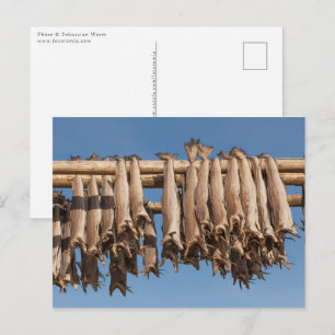 Stockfish Lofoten Vykort