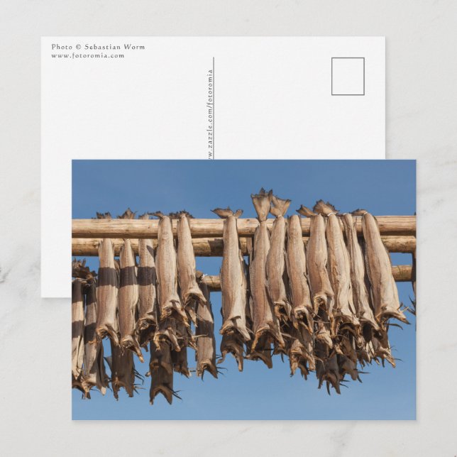 Stockfish Lofoten Vykort (Fram/baksida)
