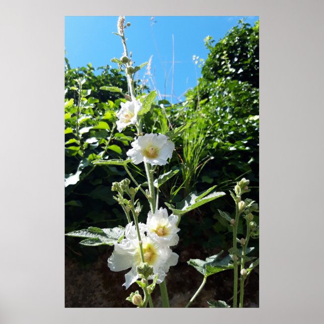 Stockros blommar, Alcea Alba Poster (Framsidan)