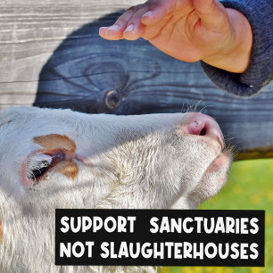 Stödja sanktionsorgan, inte slakterier, Activism Bildekal
