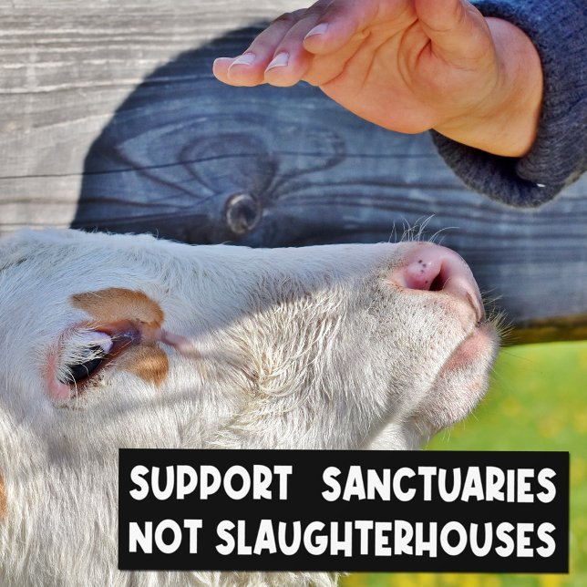Stödja sanktionsorgan, inte slakterier, Activism Bildekal (Skapare uppladdad)