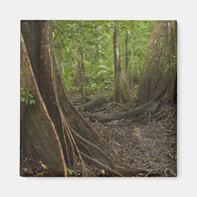 Stödrot. Regnskog, Mapari Rupununi, 2 Magnet (Framsidan)