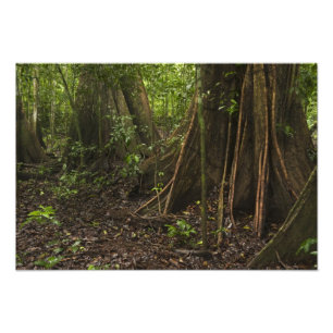 Stödrot. Regnskog, Mapari Rupununi, Fototryck