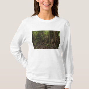 Stödrot. Regnskog, Mapari Rupununi, Tee