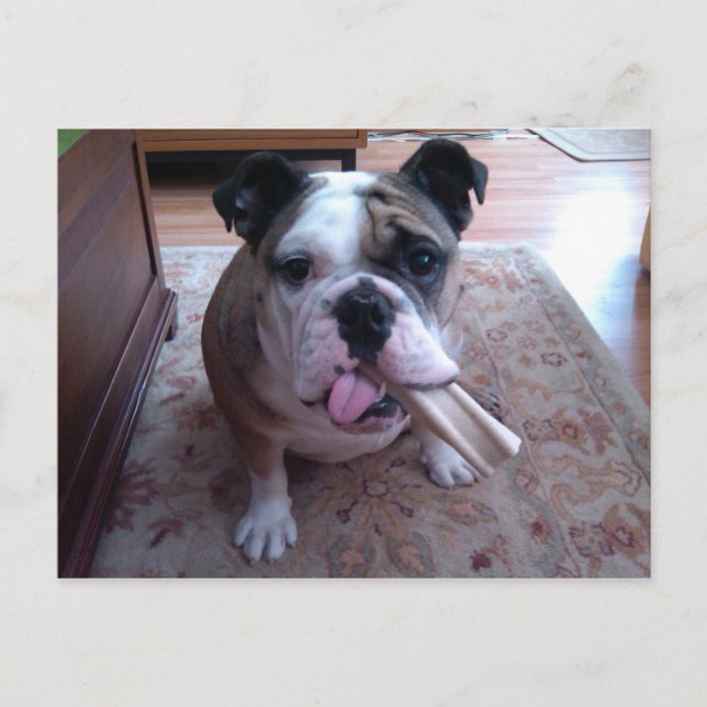 Stogie Vykort (Framsida)