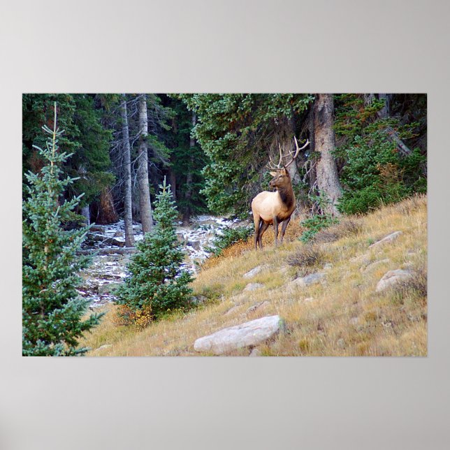 Stoic Elk Poster (Framsidan)