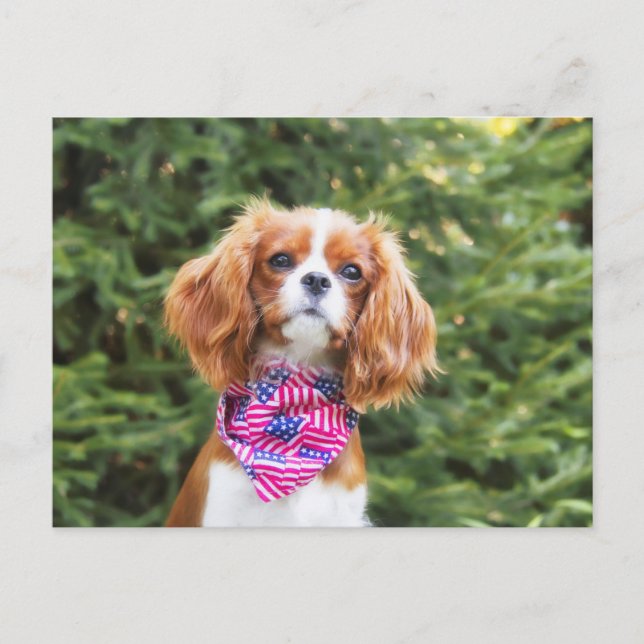 Stolt Cavalier King Charles Spaniel Valp Vykort (Framsida)