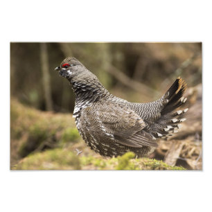 Stolt Grouse Fototryck
