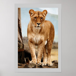 Stolt Lioness Poster