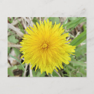 Stolt Maskros Blomma. Vykort