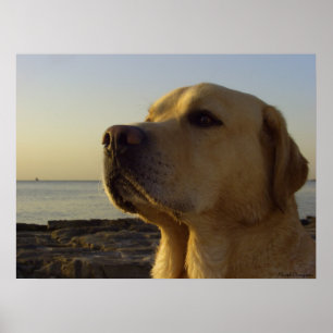 Stolt pojke poster