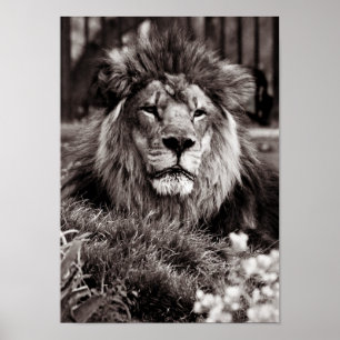 Stolt Poster