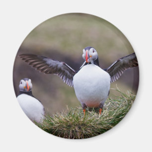 Stolt Puffin Magnet