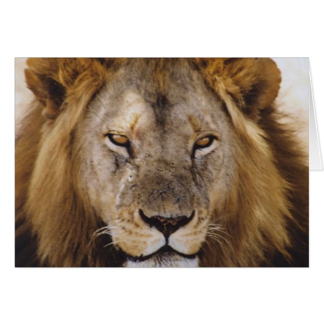 Stolt Simba - Serengeti Hälsningskort (Framsidan Horizontal)