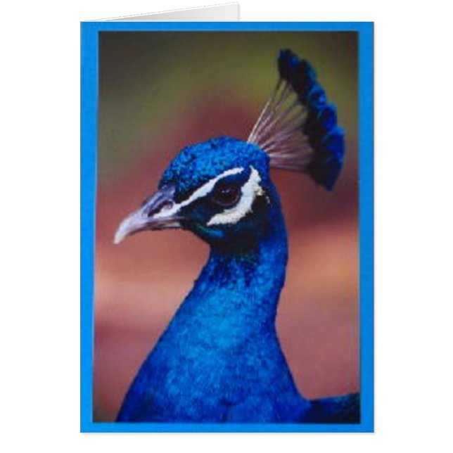 Stolt som en påfågel hälsningskort (Framsidan)