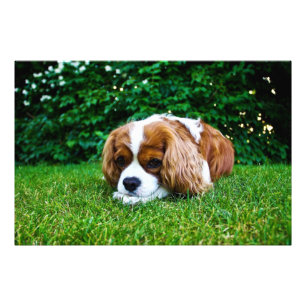 Stolt Spaniel Blenheim för kung Charles i gräs Fototryck