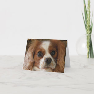 Stolt Spaniel för kung Charles Kort