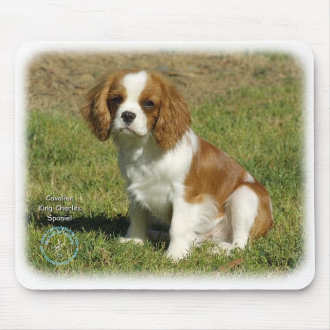 Stolt Spaniel för kung Charles Musmatta (Framsidan)