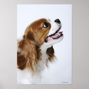Stolt Spaniel för kung Charles Poster